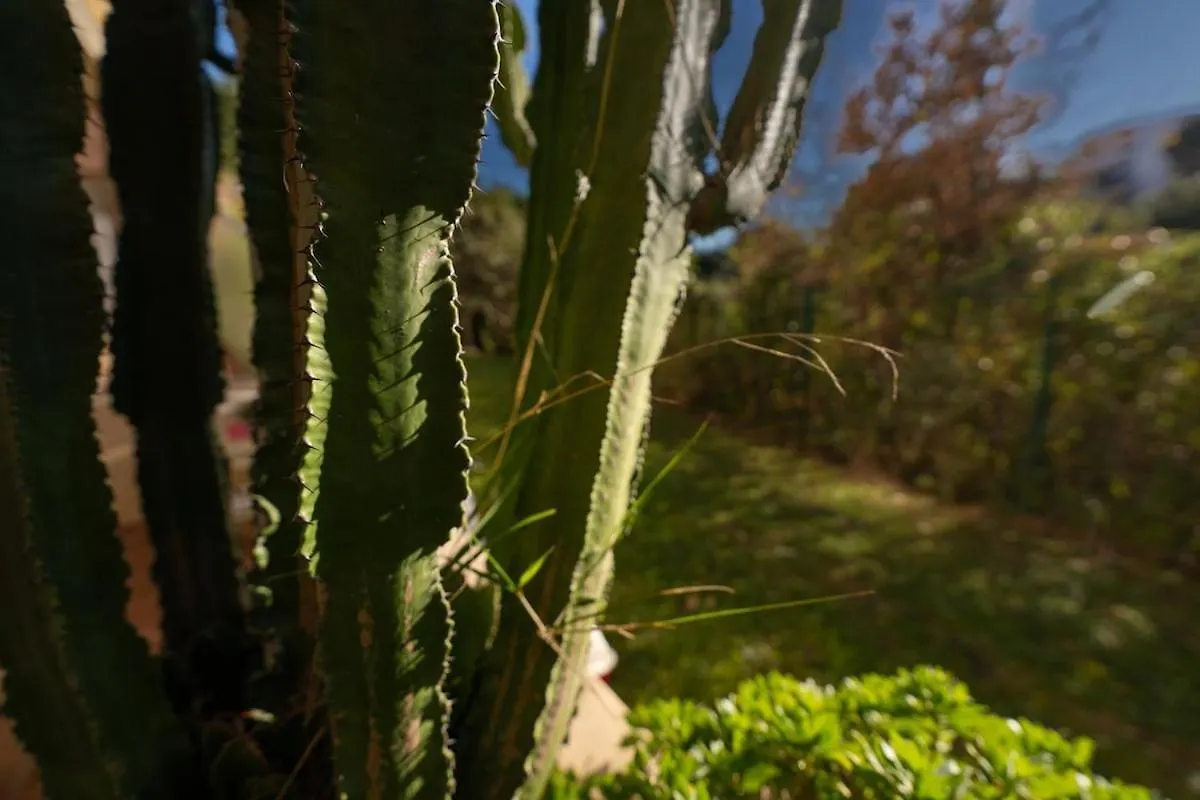 דירות ניס Le Botanique 0*,