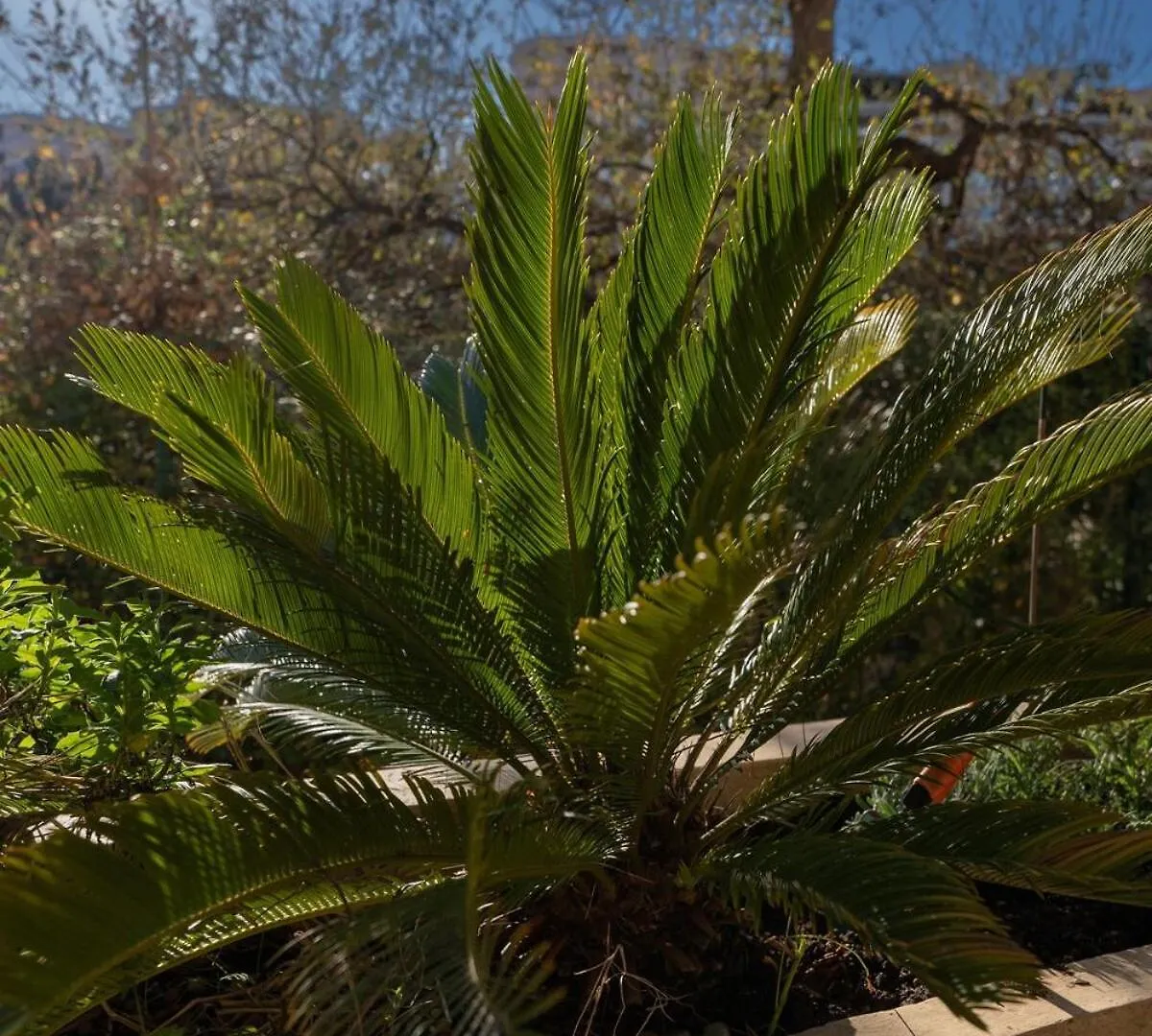 דירות ניס Le Botanique